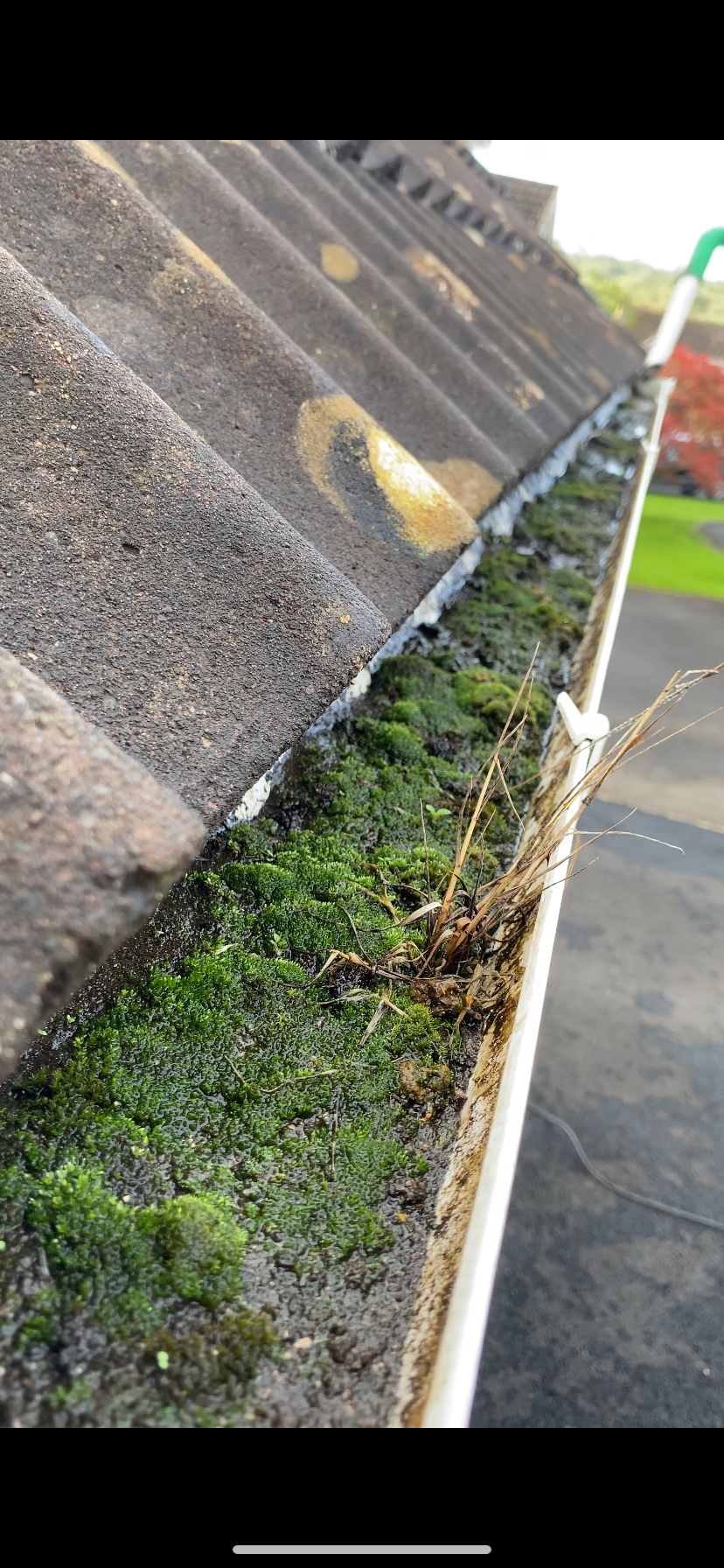 Gutter heavily filled with moss, plants and debris before clearance