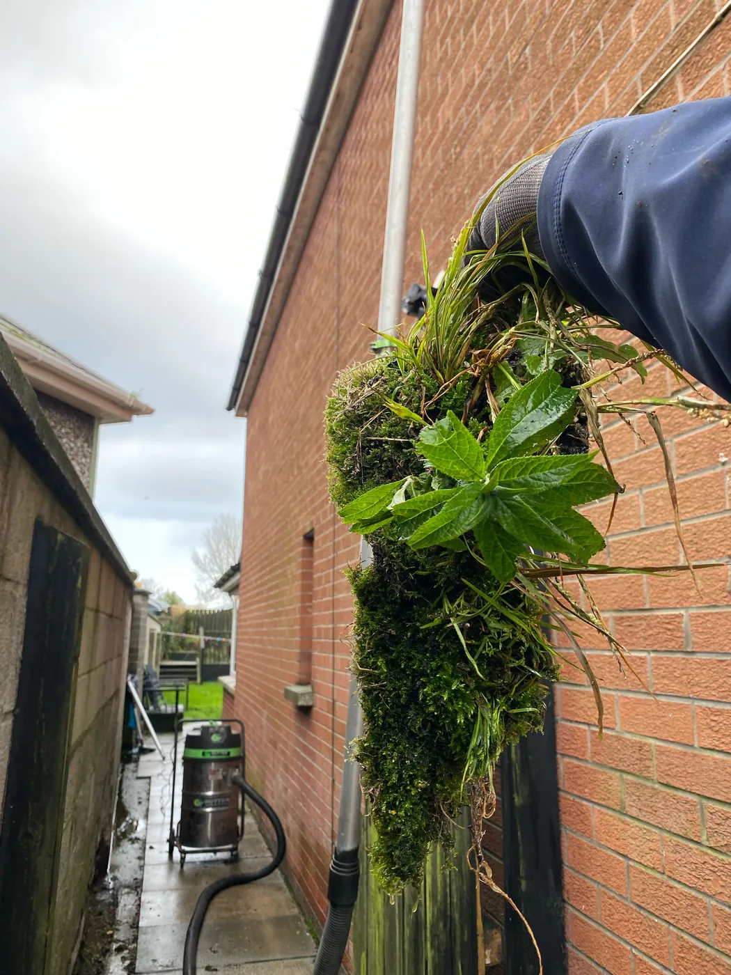Live growth and debris collected in a gutter