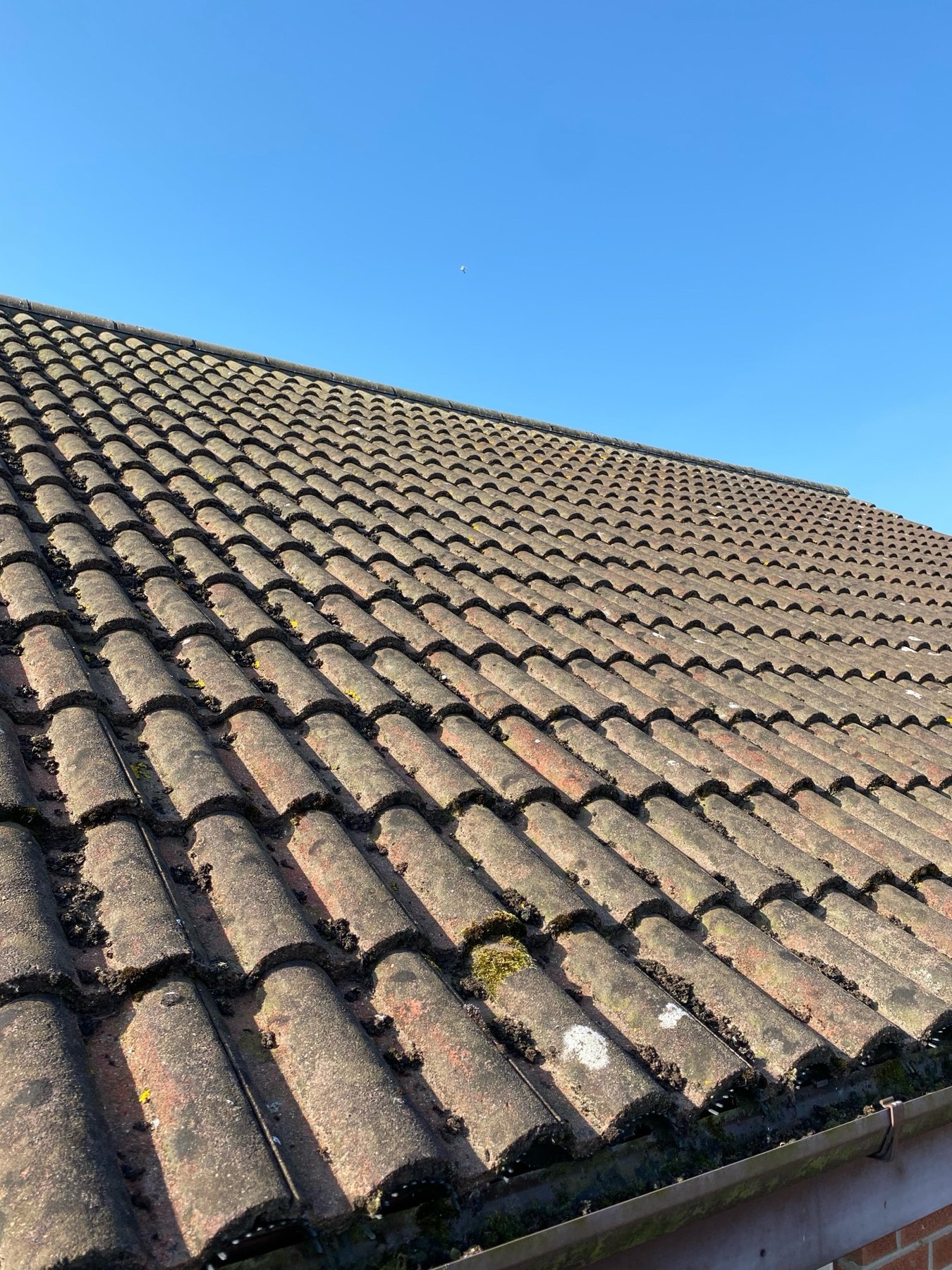 Moss and growth across a tiled roof before cleaning